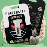 Girl Scout Cookies Feminized Seeds pack – high THC resin-rich strain