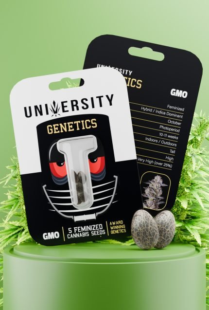 GMO Feminized Cannabis Seeds pack – award winning indica-dominant genetics with diesel-garlic aroma and resin-rich buds