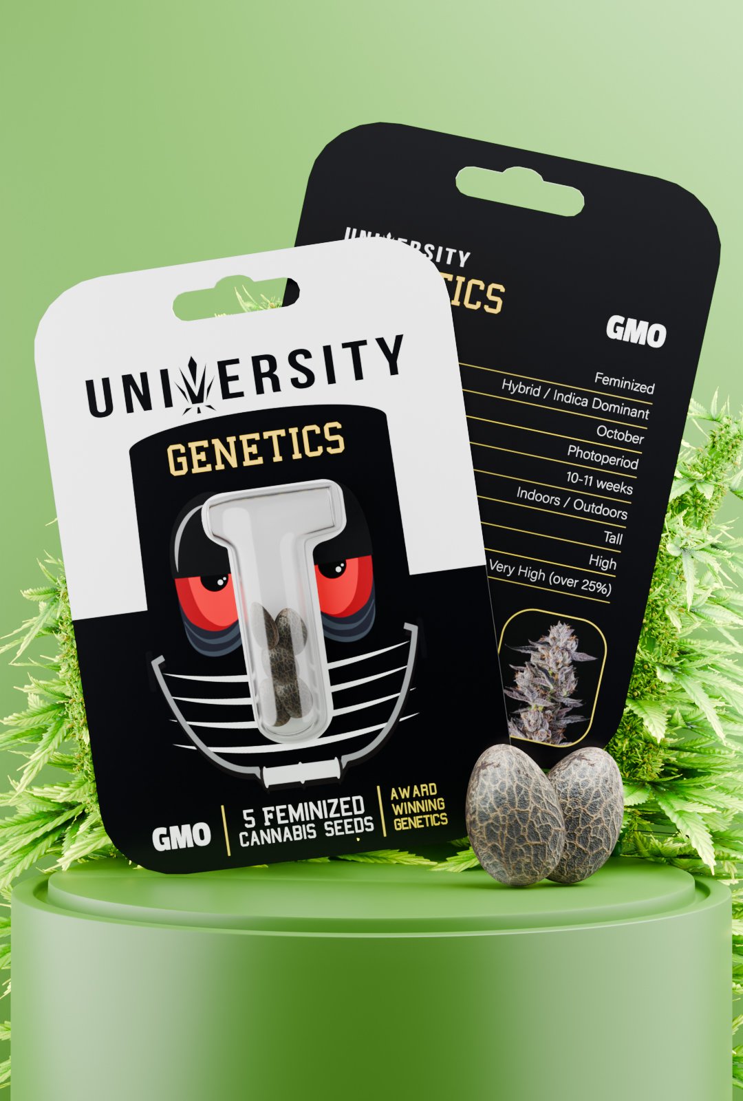 trap-university- GMO Feminized Seeds – University Geneticsed-seeds-featured GMO Feminized Cannabis Seeds pack – award winning indica-dominant genetics with diesel-garlic aroma and resin-rich buds