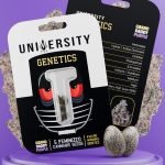 Grand Daddy Purple Feminized Cannabis Seeds pack – award winning indica-dominant genetics with grape and berry aroma