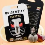 Lemon Cherry Gelato Feminized Cannabis Seeds pack – award winning hybrid genetics with fruity sweet aroma