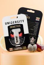 Lemon Cherry Gelato Feminized Cannabis Seeds pack – award winning hybrid genetics with fruity sweet aroma