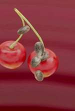 Lemon Cherry Gelato – Feminized Cannabis Seeds - Image 2