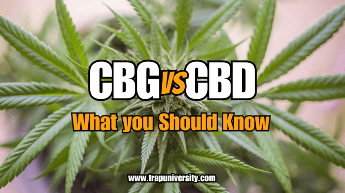 Close-up of cannabis leaves with CBG vs CBD comparison title