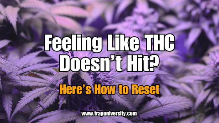 THC Tolerance - Close-up of a cannabis plant with bold text “Feeling Like THC Doesn’t Hit? Here’s How to Reset.