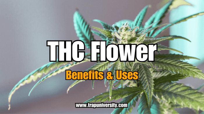 Close-up of cannabis plant with bold text “THC Flower – Benefits & Uses