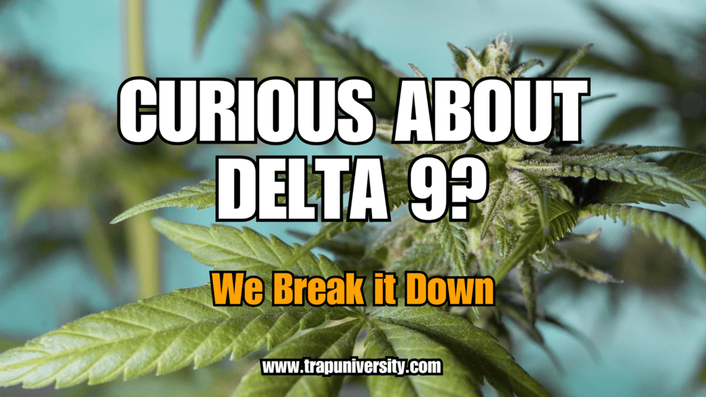 Close-up of premium buds illustrating delta 9 flower effects and uses