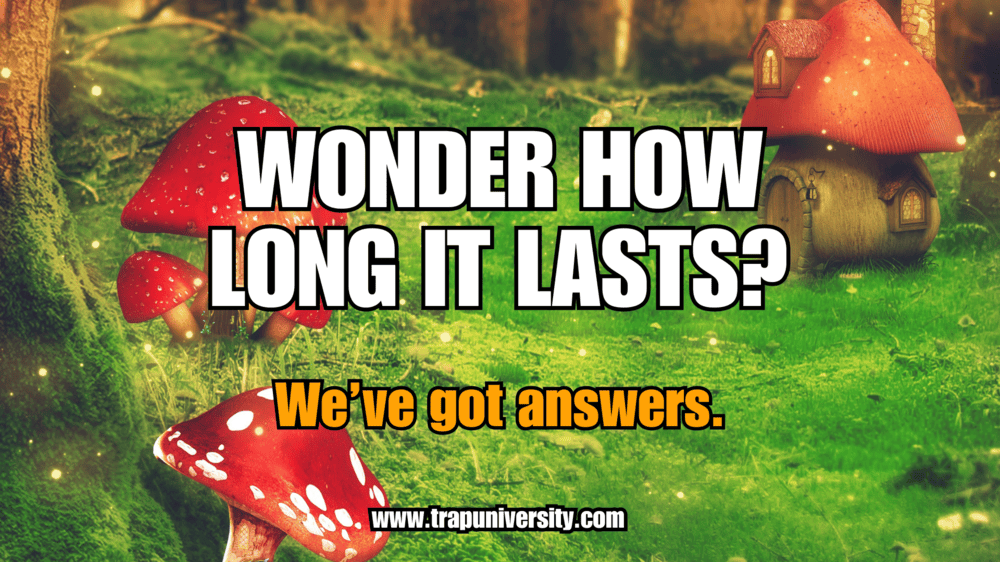 Fantasy mushroom forest scene illustrating how long do shrooms last and the effects timeline