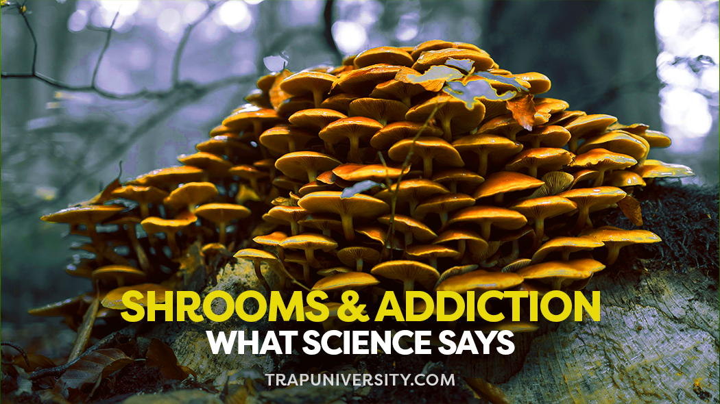 Cluster of wild mushrooms in a forest while exploring the question are shrooms addictive and what science says