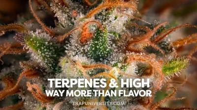Macro shot of frosty cannabis flower showing how terpenes affect your high beyond flavor
