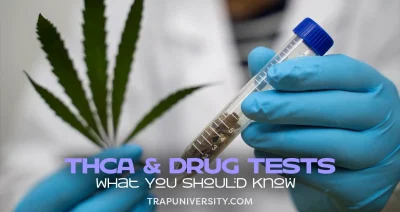 Lab technician holding a test tube and cannabis leaf while examining whether does THCA show up on a drug test