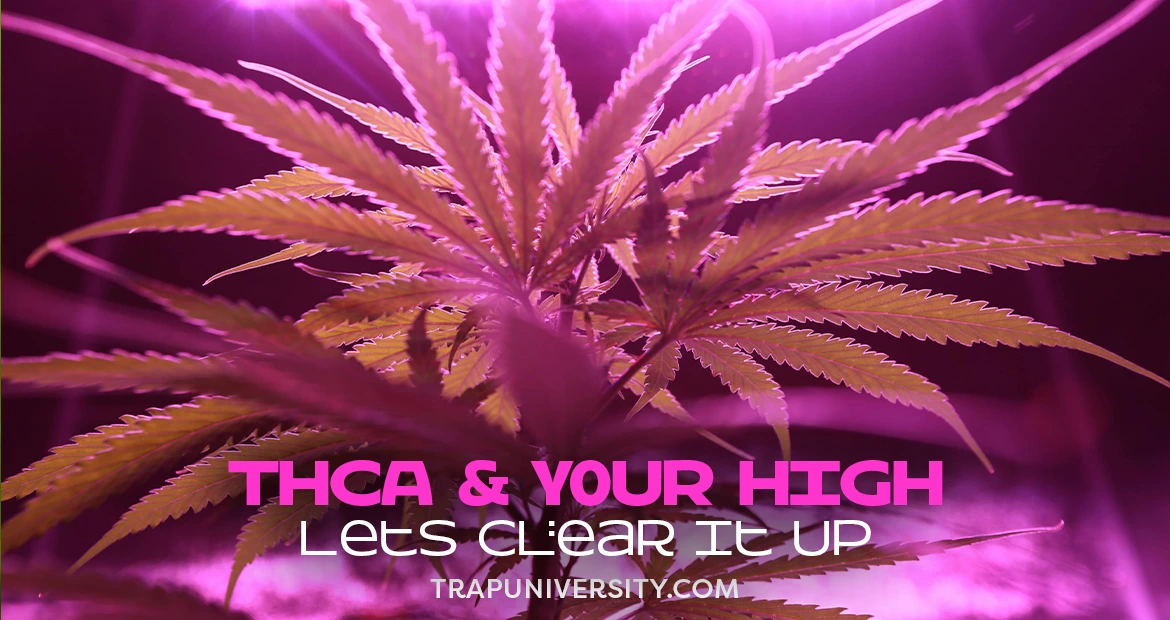 Cannabis plant under pink grow lights while exploring does THCA get you high and how it works