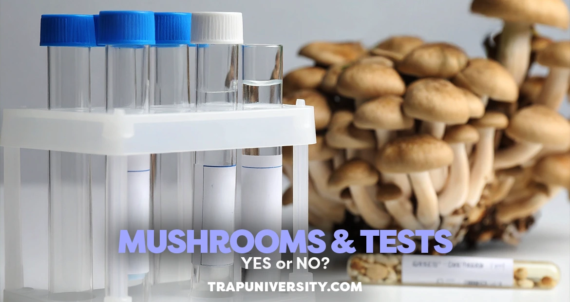 Test tubes beside fresh mushrooms illustrating do mushrooms show up on drug tests