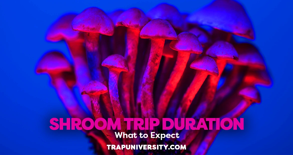 Cluster of glowing mushrooms illustrating how long do shrooms last and what the trip duration looks like