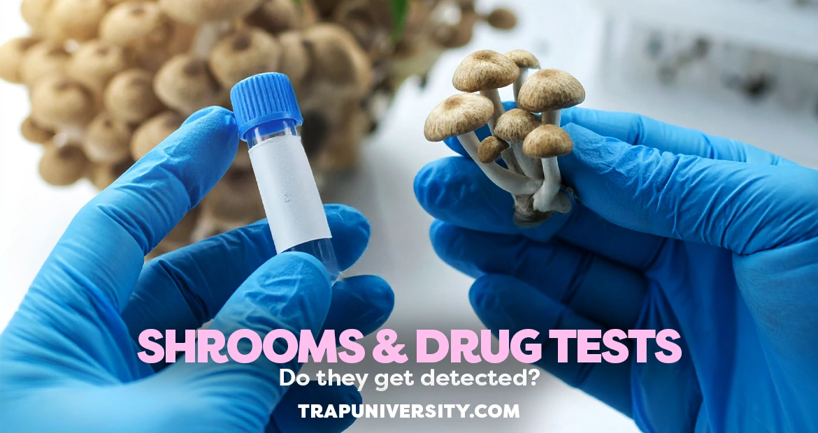 Gloved hands holding mushrooms and a test vial illustrating do shrooms show up on a drug test
