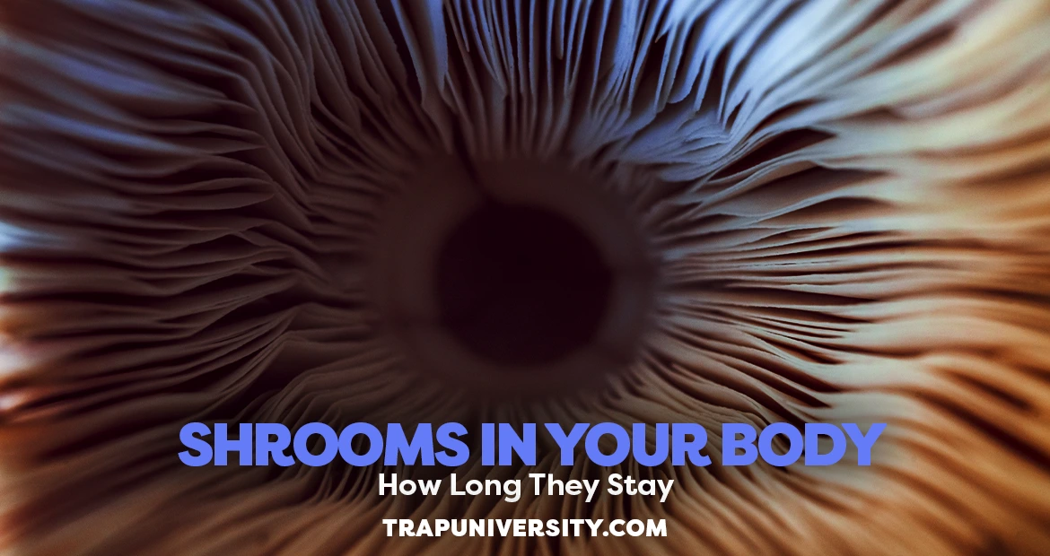 Macro view of mushroom gills illustrating how long do magic mushrooms stay in your system