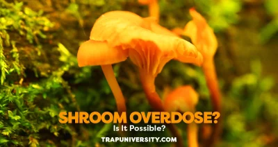 Bright orange mushrooms growing in the forest, illustrating the topic of shroom overdose risk.