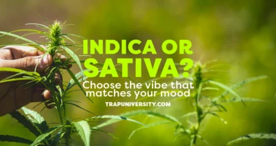 Indica vs sativa flower comparison with buds, jars, and strain tags