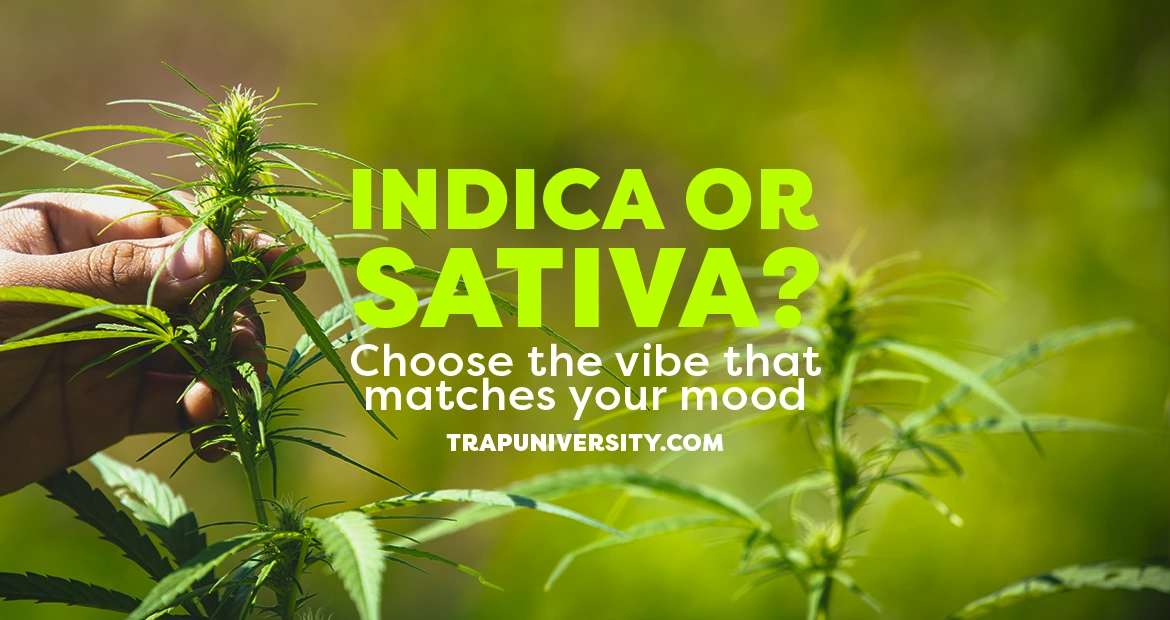 Indica vs sativa flower comparison with buds, jars, and strain tags