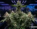 Exotic indoor cannabis flower growing under LED lights with dense buds and high trichome coverage